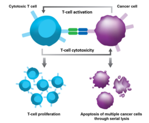 Action of Monoclonal Antibody with Natural Killer Cell and Cancer Cell
